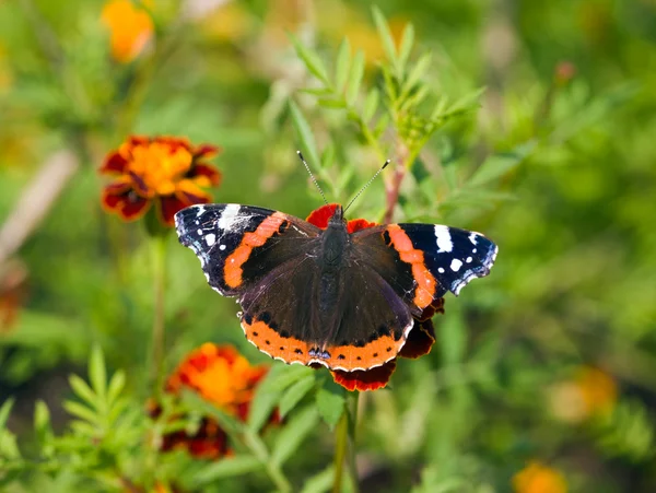 Motýl na červené květy — Stock fotografie