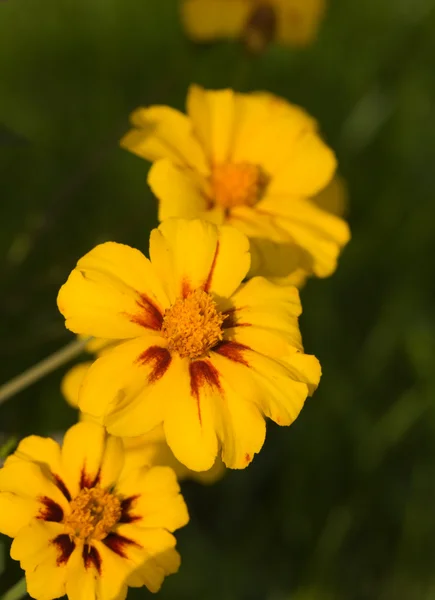 Caléndula amarilla — Foto de Stock