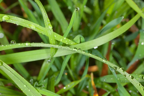 Verde e molhado — Fotografia de Stock