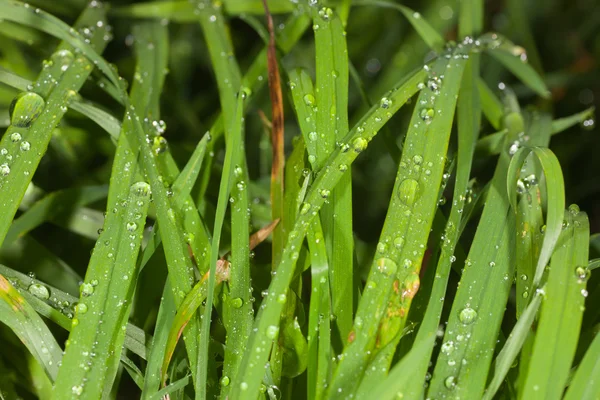 Eső után fű — Stock Fotó