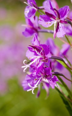 Willow herb yakın çekim