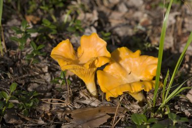 Chanterelles