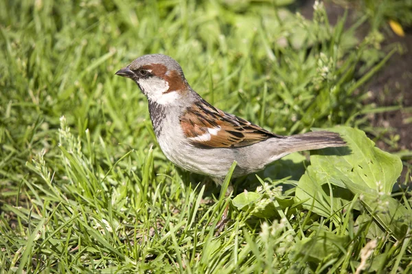 Sparrow i en gräs — Stockfoto