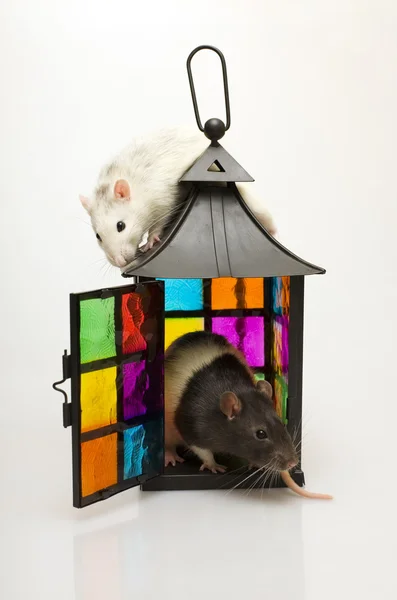 The rat lantern — Stock Photo, Image