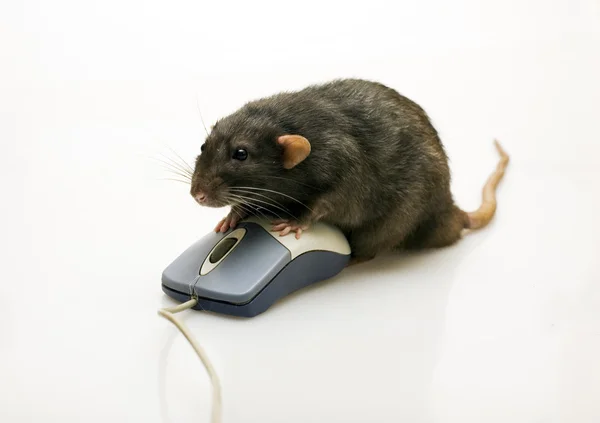 Black rat and a mouse — Stock Photo, Image