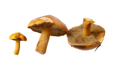 Suillus bovinus