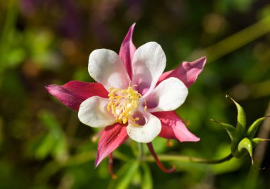 Columbine