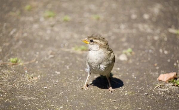Nestling of a sparrow — Stock Photo, Image