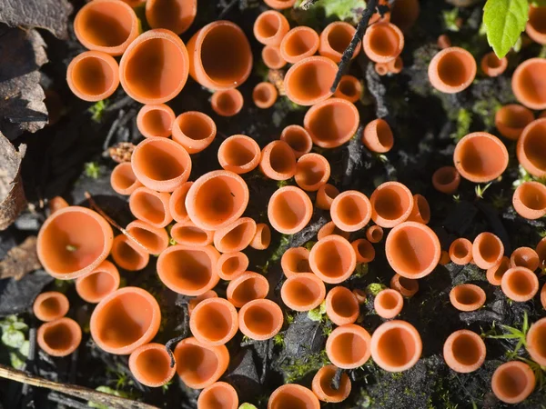 Red lichen background — Stock Photo, Image