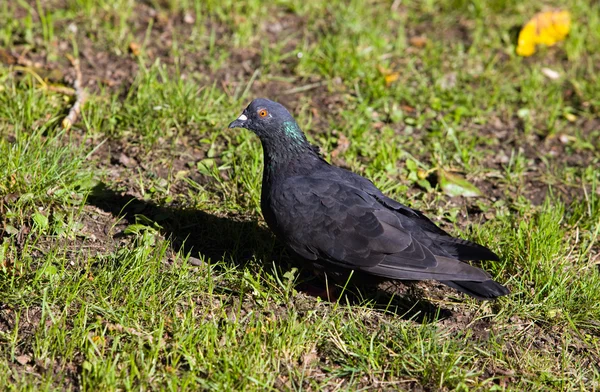 stock image Black pigeon