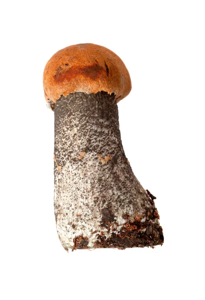 Невеликий кришка помаранчевий гриб — стокове фото