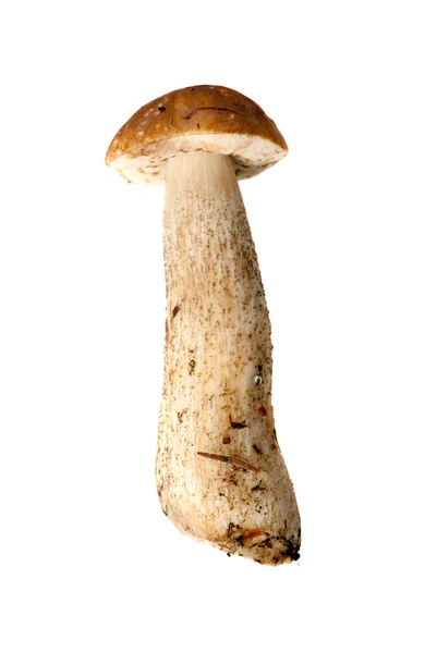 stock image Small brown cap boletus