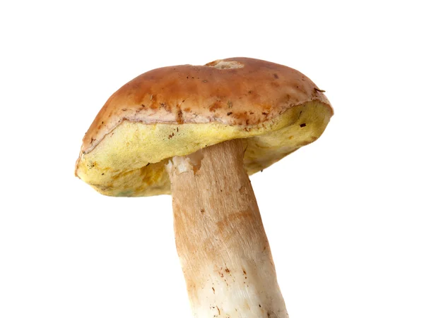 Cep champignon — Photo