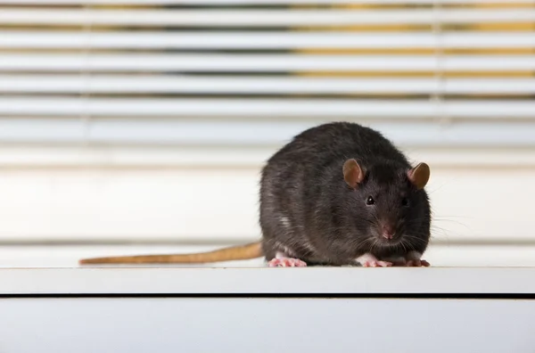 黑老鼠 — 图库照片