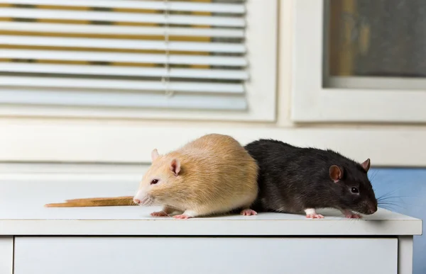 검정과 빨강 쥐 — 스톡 사진