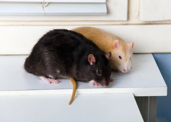 Svarta och röda råtta — Stockfoto