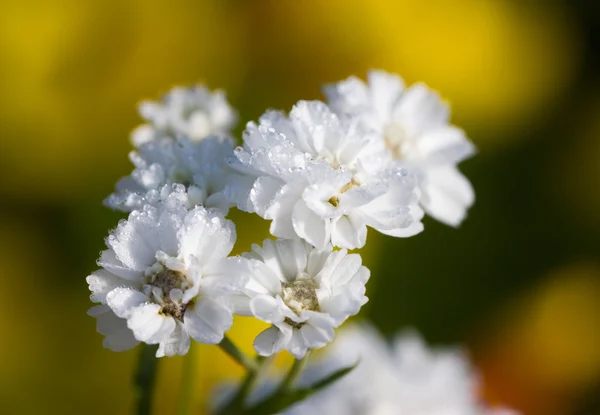 Yarrow in the morning — Stock Photo, Image