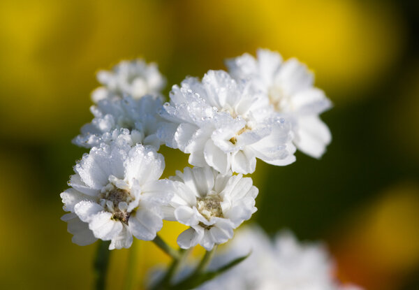 Yarrow in the morning