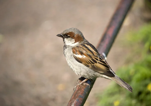 Sparrow på en stängsel — Stockfoto