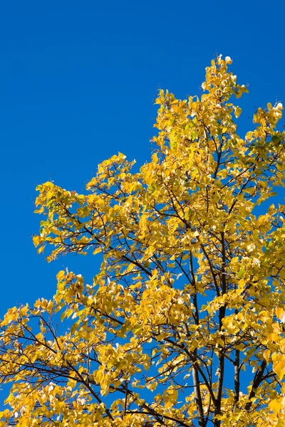 Herfst contrast — Stockfoto