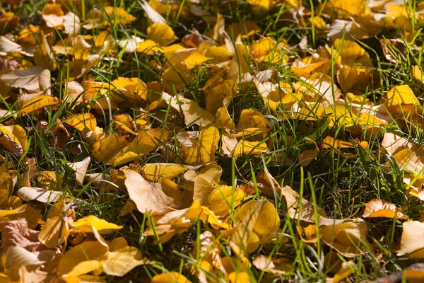 Las hojas en un primer plano de hierba —  Fotos de Stock