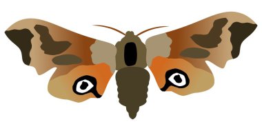 Butterfly eyed hawk moth clipart