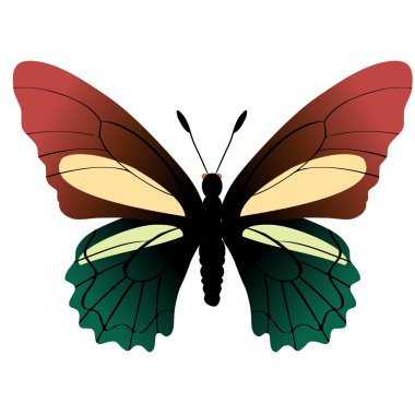 Butterfly battus crassus clipart