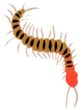 Centipede clipart