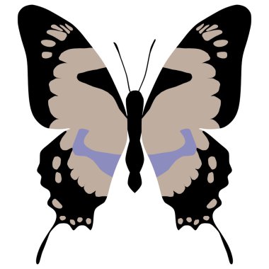 Butterfly eurytides dolicaon deileon clipart