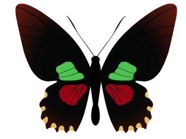 Parides aeneas bolivar butterfly clipart