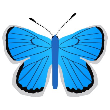 Mavi kelebek gümüş çivili