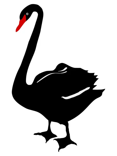 Zwarte zwaan — Stockvector