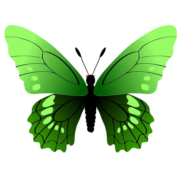 Πεταλούδα Βάττος μερικά από chalceus — Διανυσματικό Αρχείο