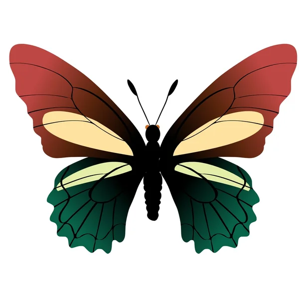 Метелик battus crassus — стоковий вектор