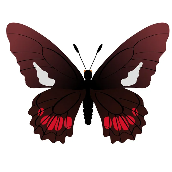 Farfalla eurytides ariarathes gayi — Vettoriale Stock