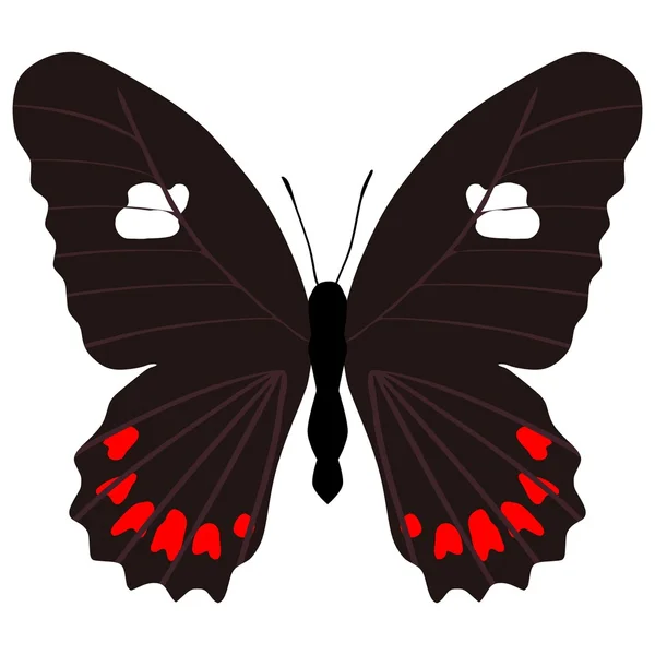 Метелик eurytides branchus — стоковий вектор