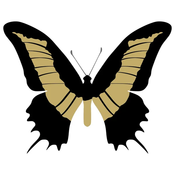 Motýlí papilio androgeus androgeus — Stockový vektor