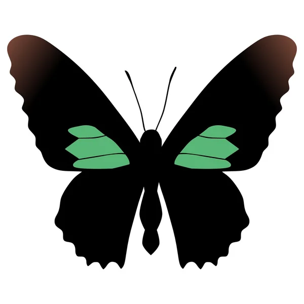 Метелик parides sesostris — стоковий вектор