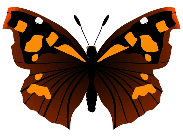 Ευρωπαϊκή πεταλούδα ράμφος ή Τσουκνίδα-δέντρο — Διανυσματικό Αρχείο