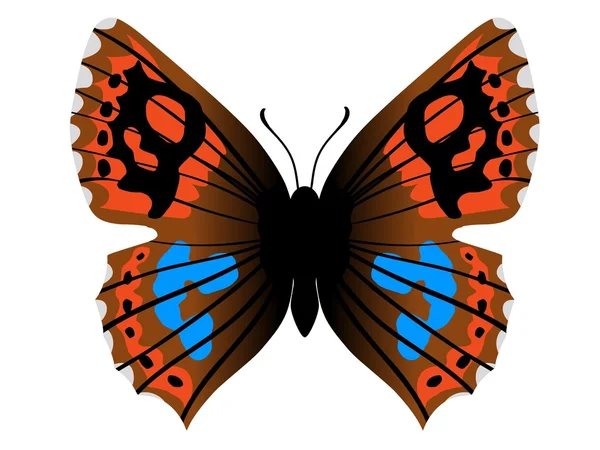 Nemeobius lucina бабочка — стоковый вектор