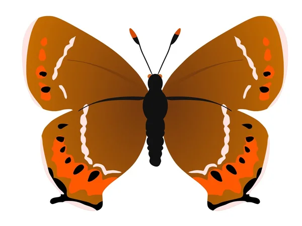 Śliwki hairstreak motyl — Wektor stockowy