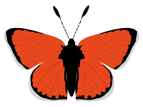 부족 한 구리 나비 — 스톡 벡터