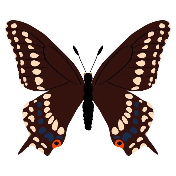 흰 꼬리 나비 — 스톡 벡터
