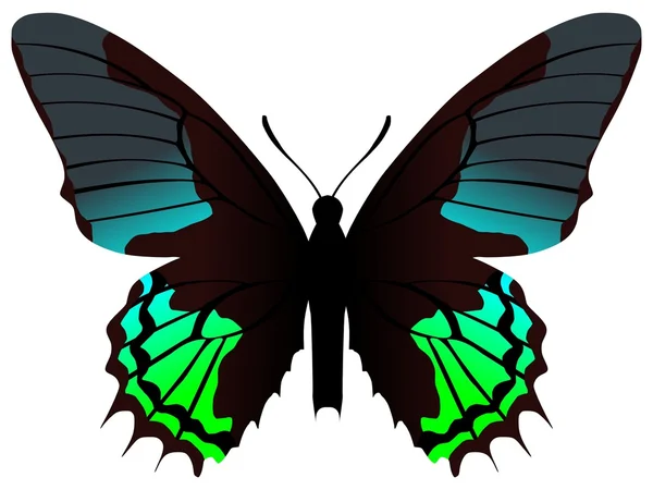 Papilio xanthopleura vlinder — Stockvector