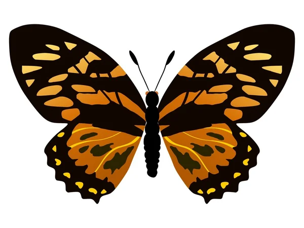 Papilio zagreus motýl — Stockový vektor