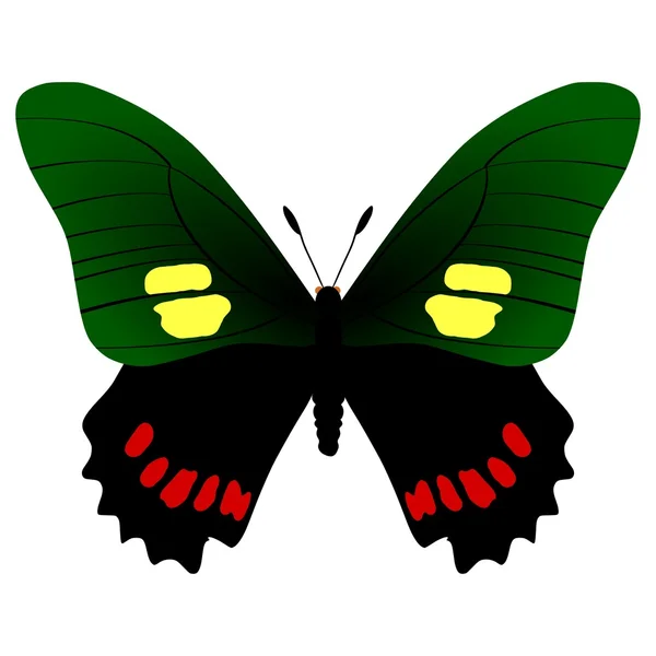 Eurytides Armodio farfalla — Vettoriale Stock