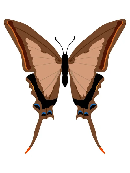 흰 꼬리 나비 — 스톡 벡터