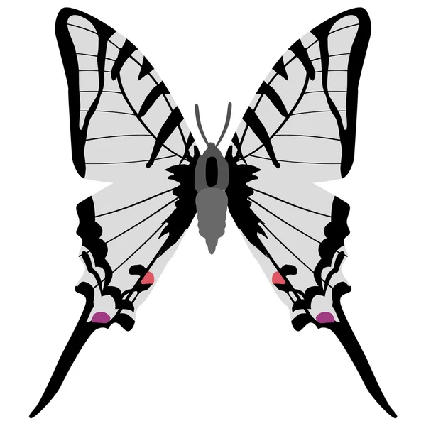 Farfalla coda di rondine — Vettoriale Stock