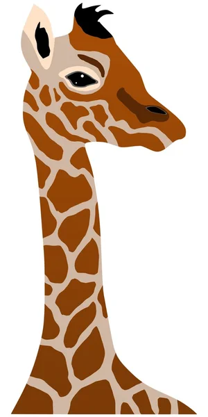 Filhote de girafa — Vetor de Stock