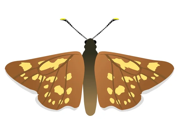 Motýl s kostkovaným kapitánem — Stockový vektor